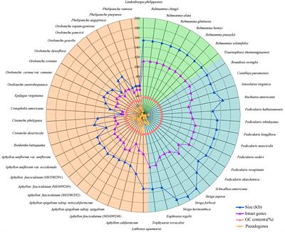 Transit From Autotrophism to Heterotrophism: Sequence Variation and Evolution of Chloroplast Genomes in Orobanchaceae Species